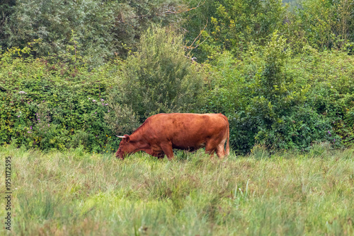 cow on the meadow