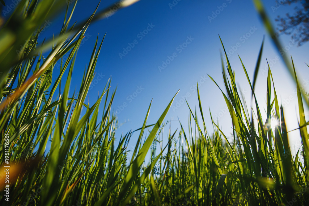 Fototapeta premium green grass in spring with blue sky - well-groomed turf in the garden