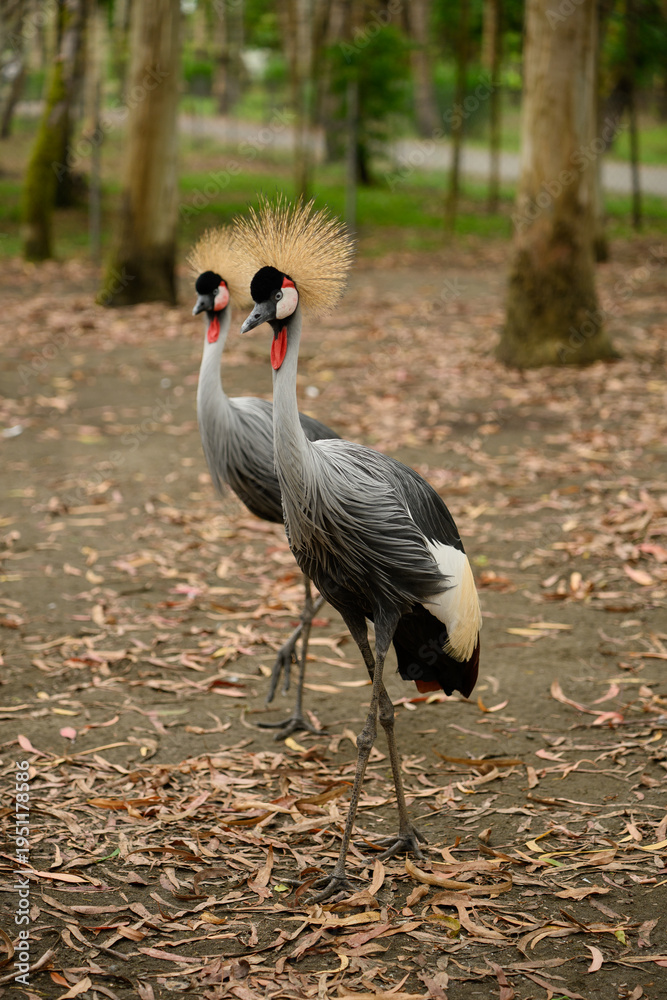 Fototapeta premium Two majestic cranes rest in open air, walking on ground. East African cranes in reserve. Vulnerable bird species. Crowned crane. Balearica pavonina. Animal protection concept