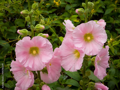 Fotografía A close-up view of soft pink hollyhock flowers (Alcea rosea) blooming on tall stalks, showing large paper-like petals with light yellow centers alongside green buds and foliage