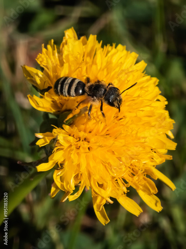 Fotografía Macro shot of a sweat bee (Halictus sp