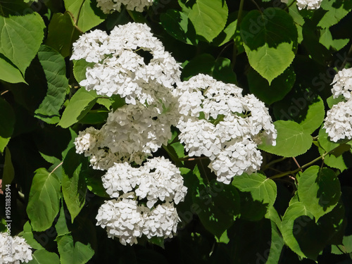 Cuadro en lienzo Large white flower heads of smooth hydrangea (Hydrangea arborescens) blooming densely in bright daylight surrounded by broad green foliage
