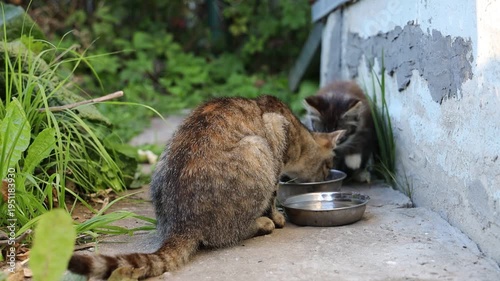 A stray cat and her kittens eat dry food on the street