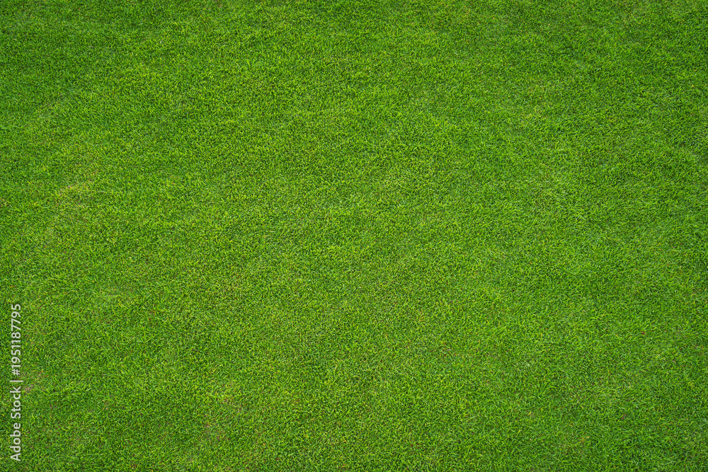 Naklejka premium green grass texture - well-groomed turf in the garden