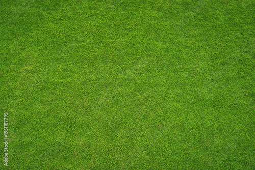 green grass texture - well-groomed turf in the garden