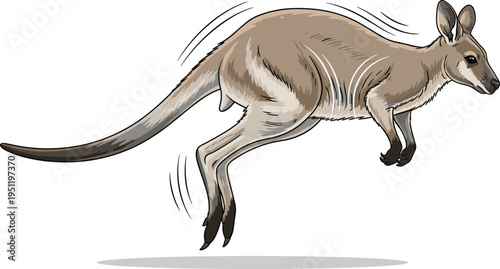 Jumping Kangaroo Wildlife Animal Illustration Australian Marsupial in Motion with Long Tail Natural Fauna Vector Drawing Isolated on White