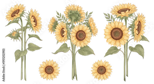 Watercolor Sunflower Collection: Isolated Yellow Blooms and Green Stems on White Background