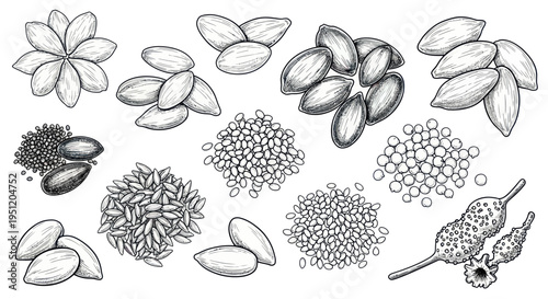 Hand-drawn illustration of various nuts, seeds, and grains on white background