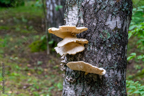Foto Pleurotus cornucopiae fruiting bodies emerging from bark fissures of mature birc