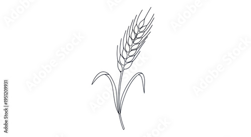 Single wheat grain plant drawing.