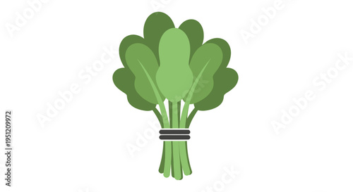 Bunch of fresh green lettuce leaves.