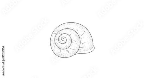 Detailed illustration of a snail shell.