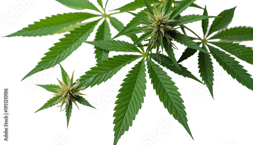 cannabis plant with vibrant green leaves and budding flowers on white background.