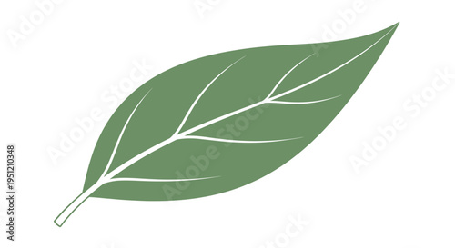 Single green leaf illustration closeup.