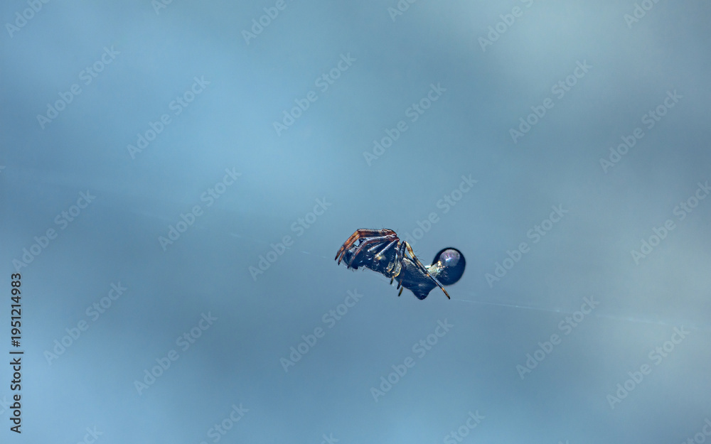 Fototapeta premium Spider hanging on web strand in blue sky