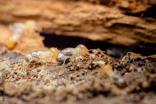 Termites destroying wood structure causing infestation damage