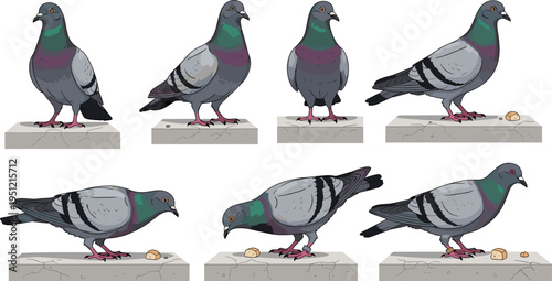 Urban Pigeon Bird Collection with Different Standing and Feeding Poses City Wildlife Animal Illustration Vector Set