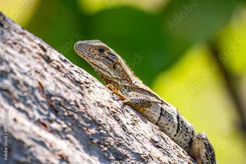Black Spiny-Tailed Iguana resting on a tree branch in natural habitat in Florida, USA