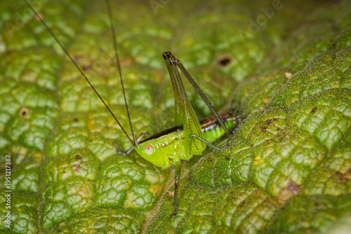 Konstfotografi close up of a long-horned grasshopper, also known as field grasshopper, field katydid or conehead katydid (Conocephalus bilineatus)