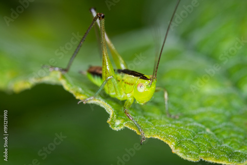 Konstfotografi close up of a long-horned grasshopper, also known as field grasshopper, field katydid or conehead katydid (Conocephalus bilineatus)