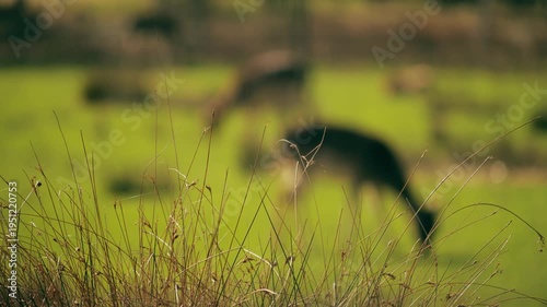 Blurred Deer Grazing Behind Tall Grass In Green Meadow