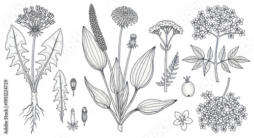 Botanical Illustration: Dandelion, Plantain, Elderflower, and Fern Sketch