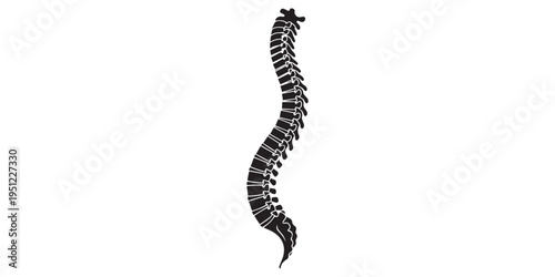 Human spine silhouette collection featuring vertebral column anatomy with pelvis from multiple views including lateral posterior and anterior for medical education