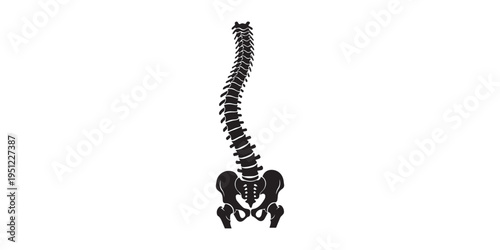 Human spine silhouette collection featuring vertebral column anatomy with pelvis from multiple views including lateral posterior and anterior for medical education
