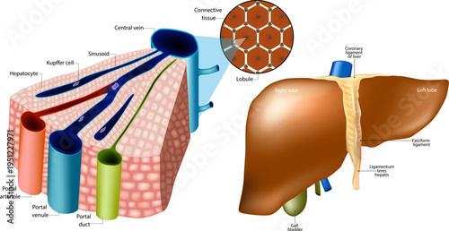 Detailed medical illustration of human liver anatomy showing hepatic lobule structure, hepatocytes, sinusoids, portal triad, bile duct, central vein, and external liver anatomy with lobes, ligaments, 