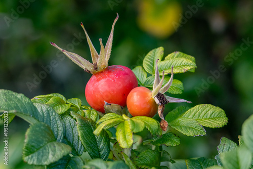 Rose hips growing on a green bush during autumn