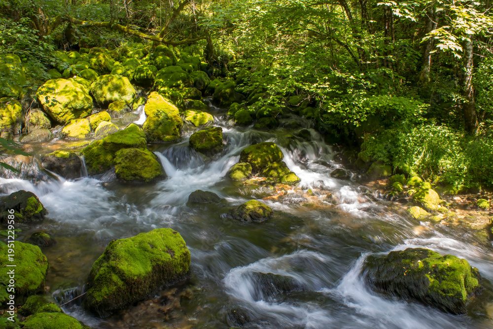 Fototapeta premium Forest stream running over mossy rocks - Triglav National Park in Slovenia