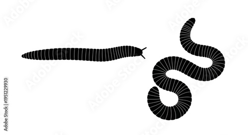 Two millipedes depicted in a simple black and white illustration