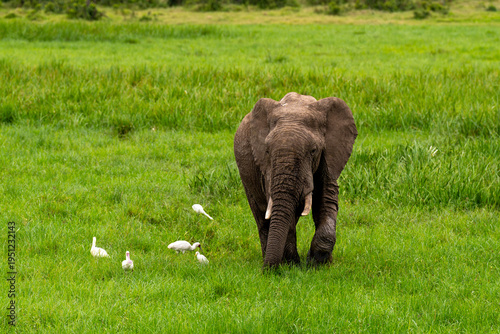 Tableau sur toile An African Savanna elephant grazing on a marshy field, with cattle egrets and spoonbills feeding alongside in Ol Pejeta Conservancy, Kenya