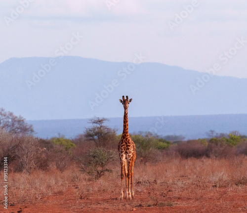 A Masai giraffe looking at the camera in Ngulia Rhino Sanctuary in Tsavo West National Park, Kenya. 
