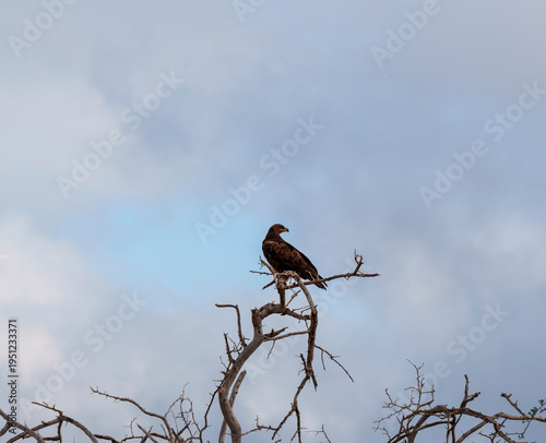 A tawny eagle perched on a dry tree branch in Tsavo, Kenya.
