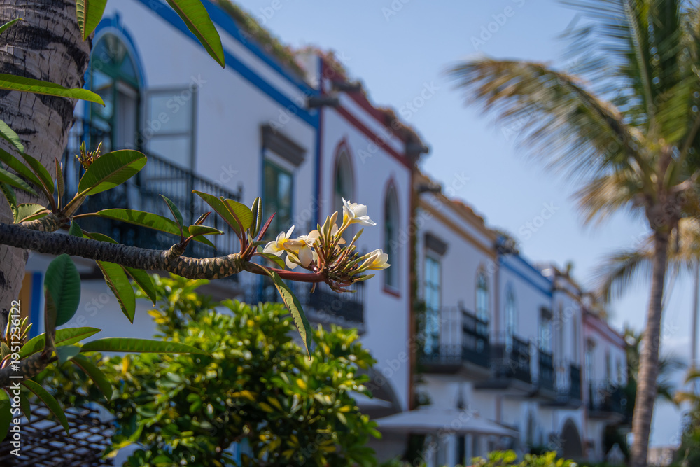 Obraz premium Flowering branch in front of Mediterranean architecture in Puerto de Mogan, Gran Canaria