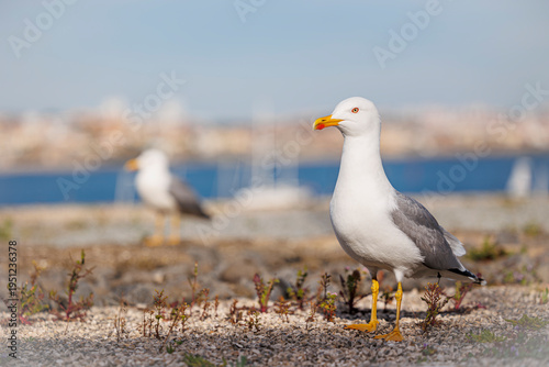 white headed gull in front of unsharp background