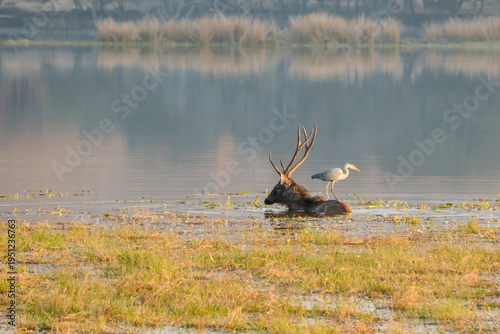Photos A Grey Heron uses a Sambar as an elevated hunting position in Rhanthambore National Park