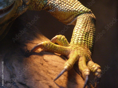 Tableau sur toile Close-Up of Lizard Claw with Scales in Natural Light at Warsaw Zoo