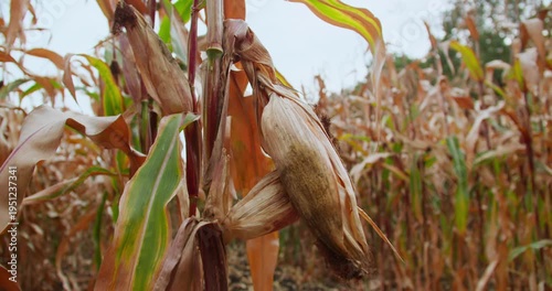 Cornfield showing failed crop with poorly formed ears. Reduced yield during growing season