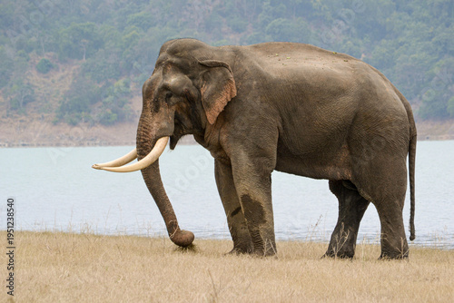 Obraz na płótnie A male Asian Elephant on open grassland in Jim Corbett National Park, India