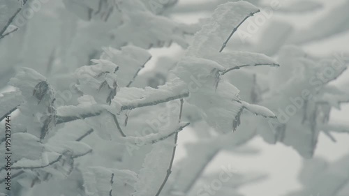 snow covered branches