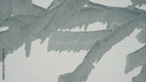 snow covered branches