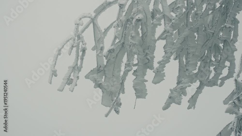 snow covered branches