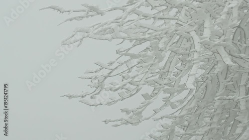 snow covered branches