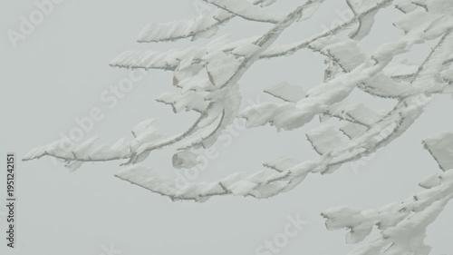 snow covered branches
