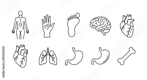 Illustrations of major human anatomical parts and systems Vector