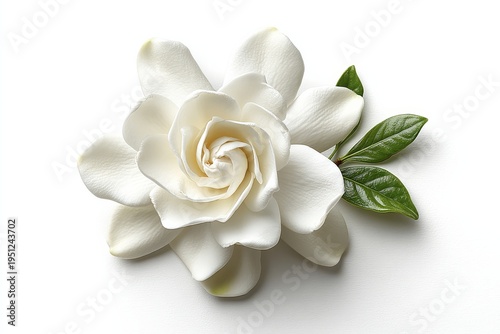 A stunning pure white gardenia blossom reveals its intricate petal details.