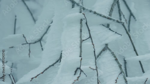 snow covered branches