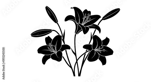 Black lily flower vector illustration